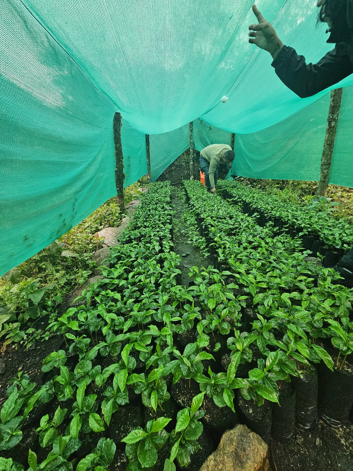 Santa Teresa [Cloud Forest]