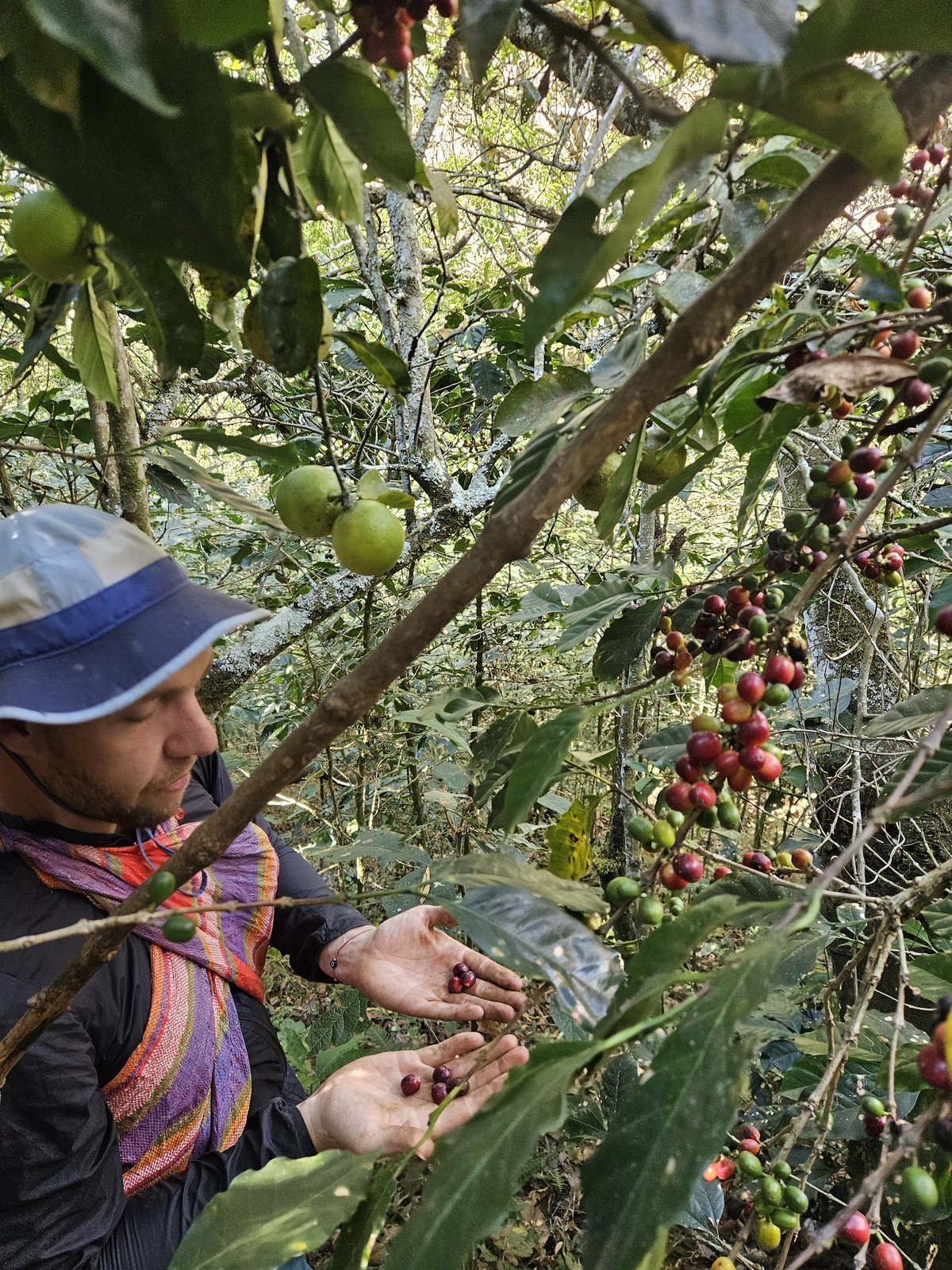 Santa Teresa [Cloud Forest]