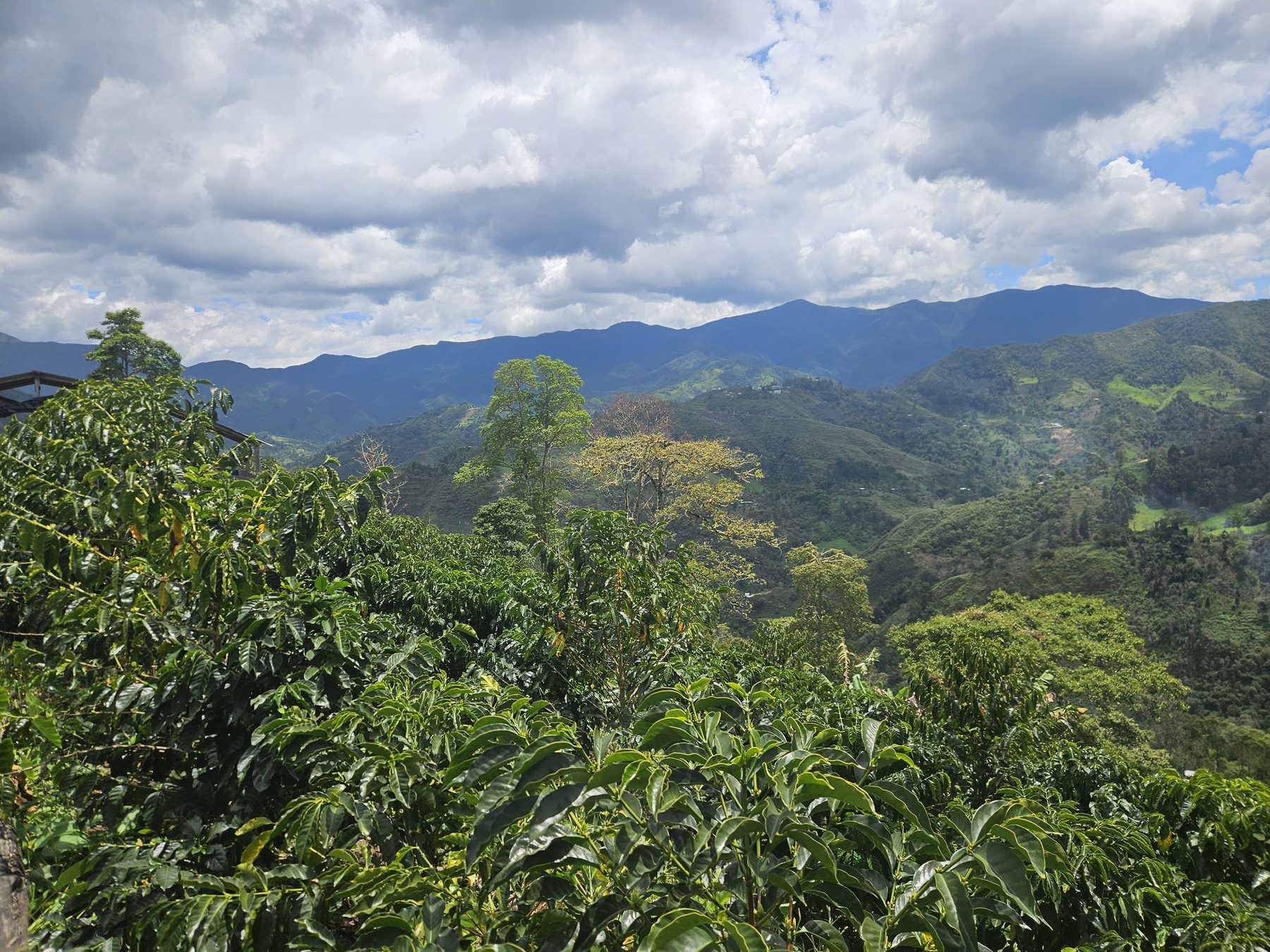 La Catarata [Geisha]