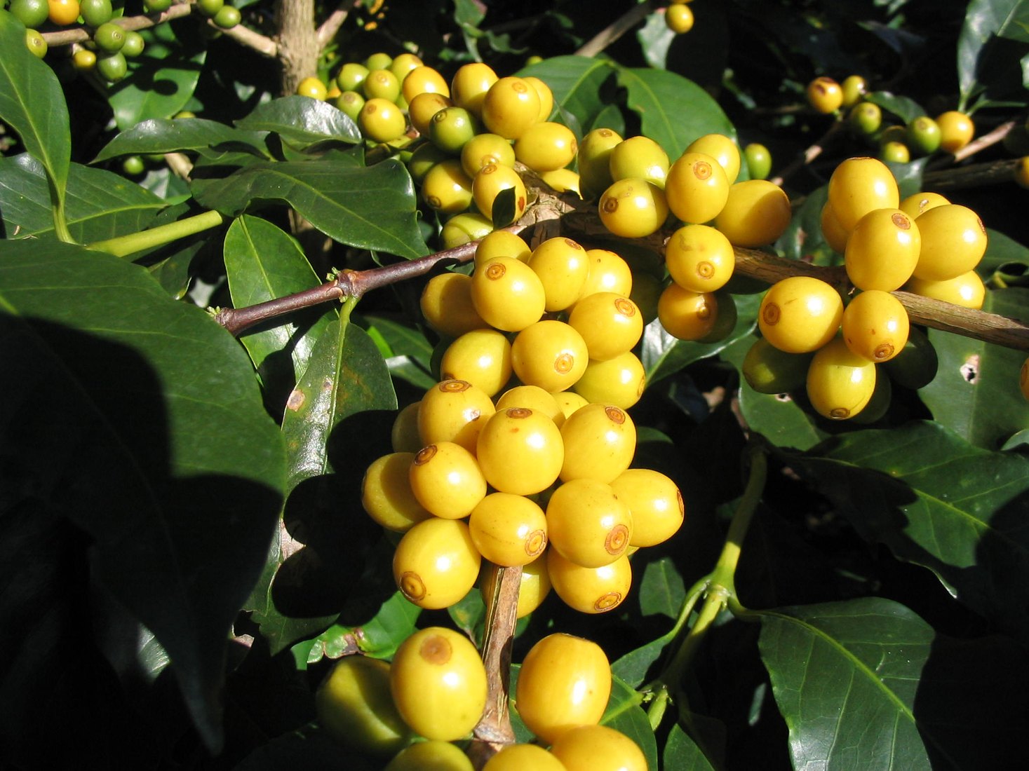 Bourbon coffee cherries on the branch