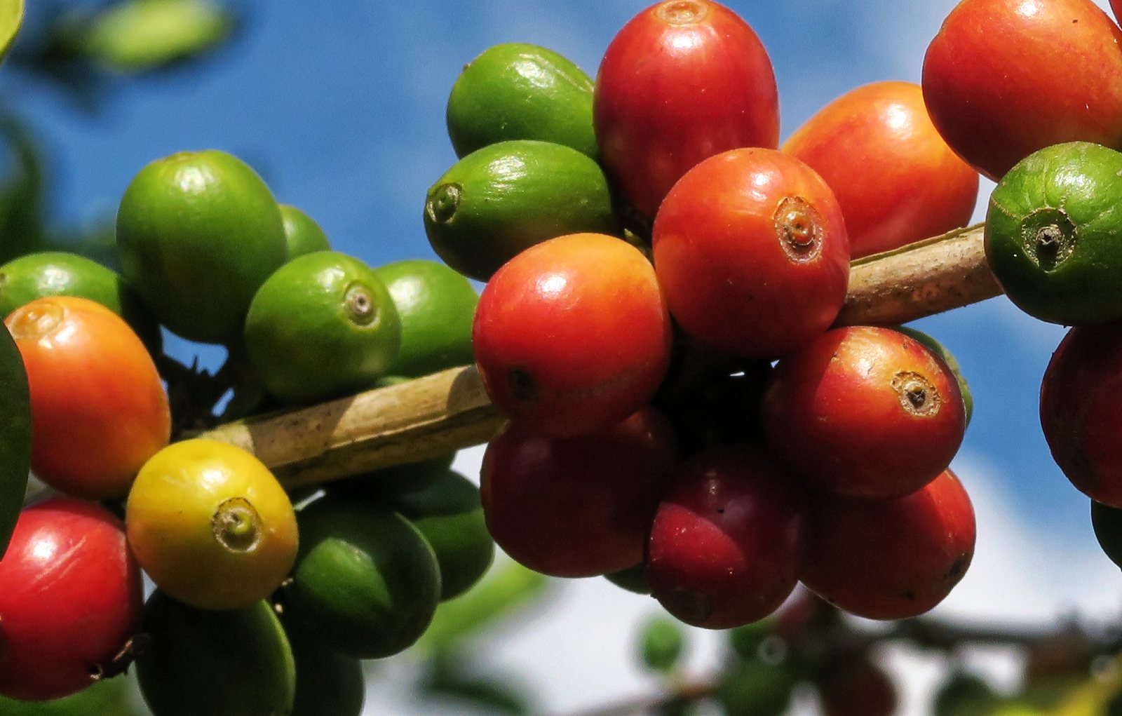 Geisha coffee cherries along a long branch