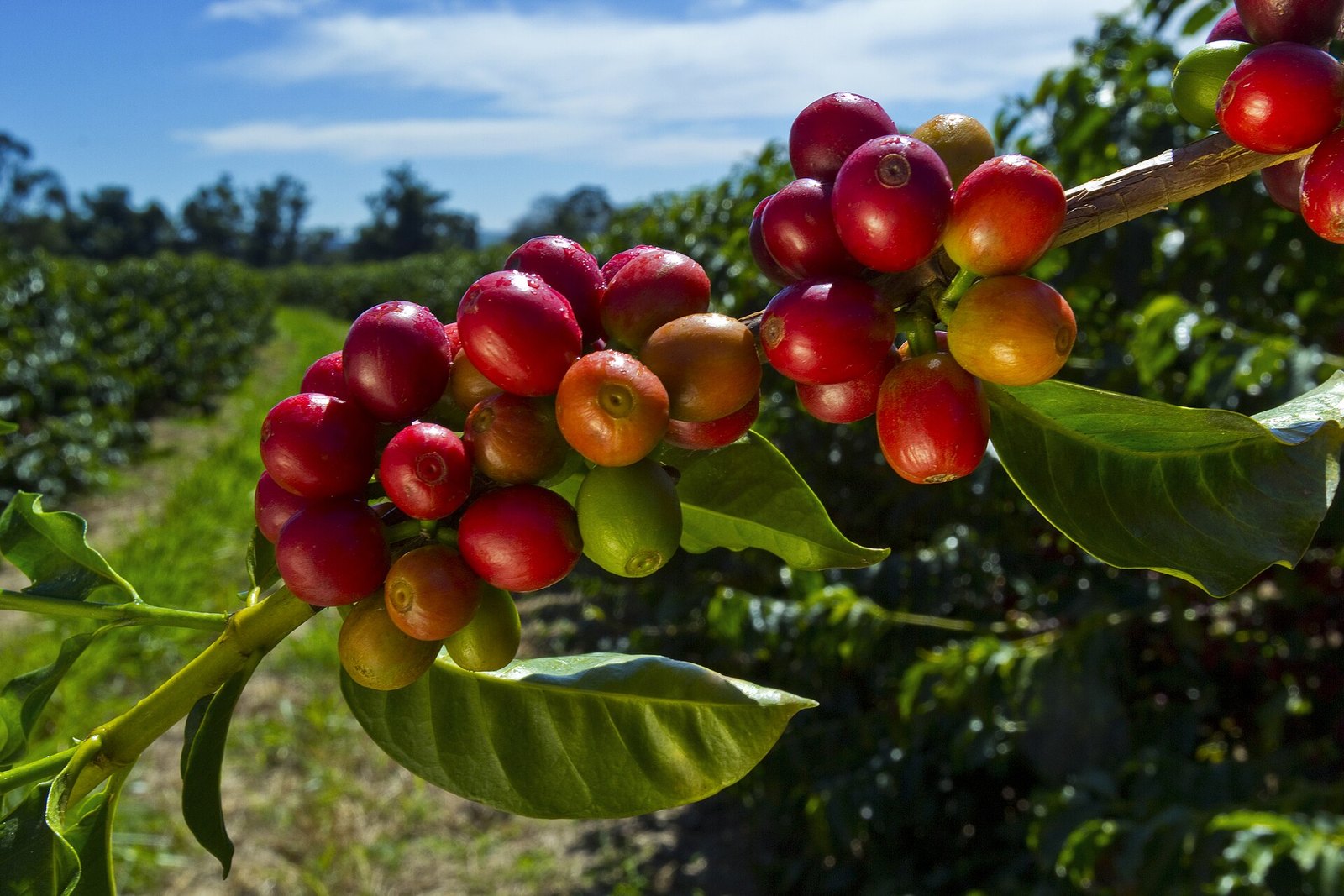 Typica coffee cherries on the branch