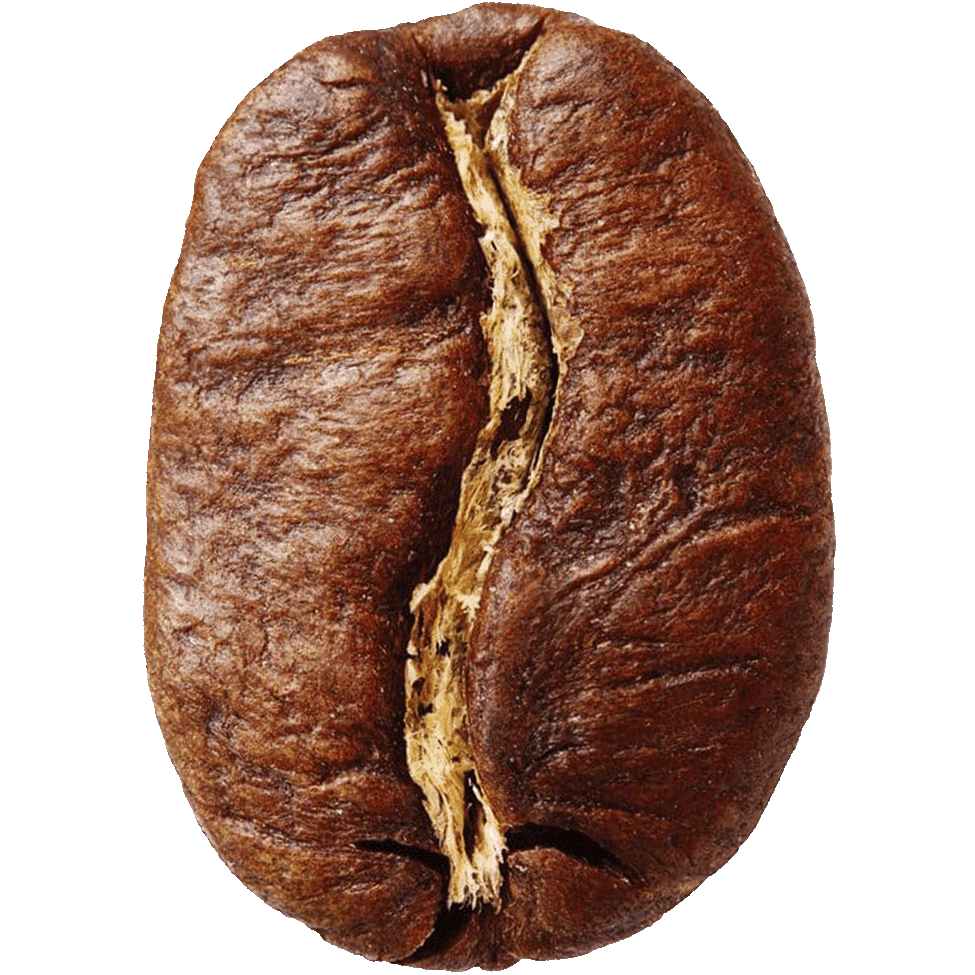 Bean