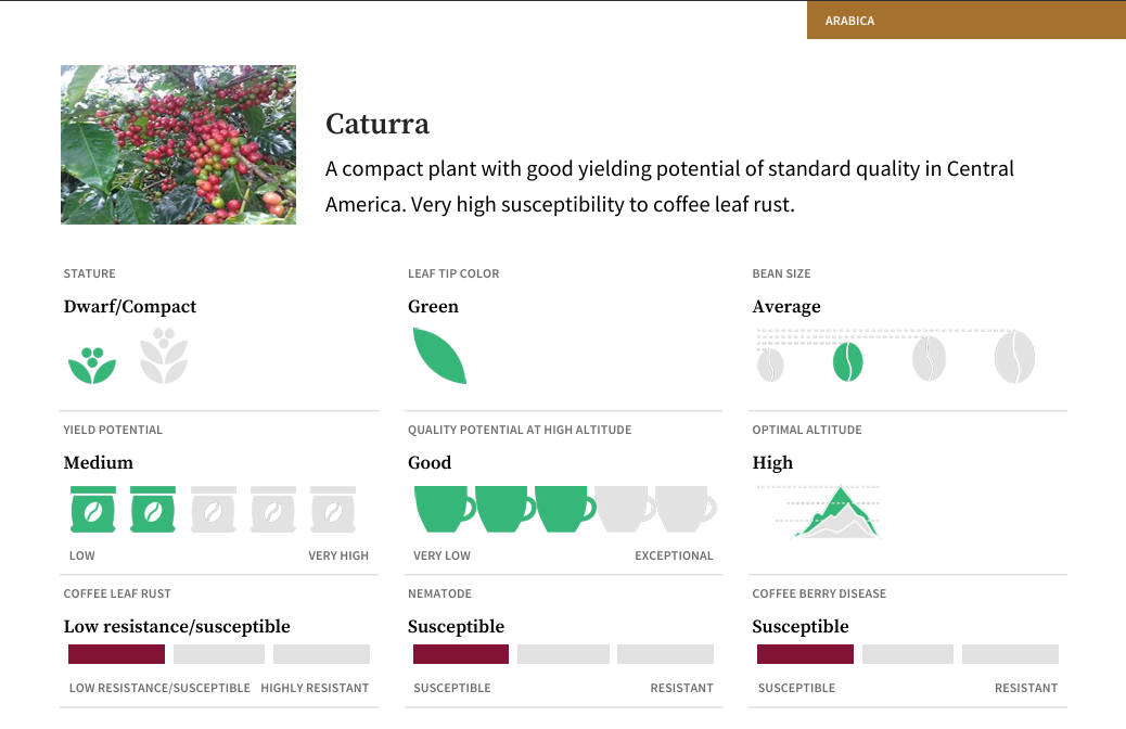 Caturra